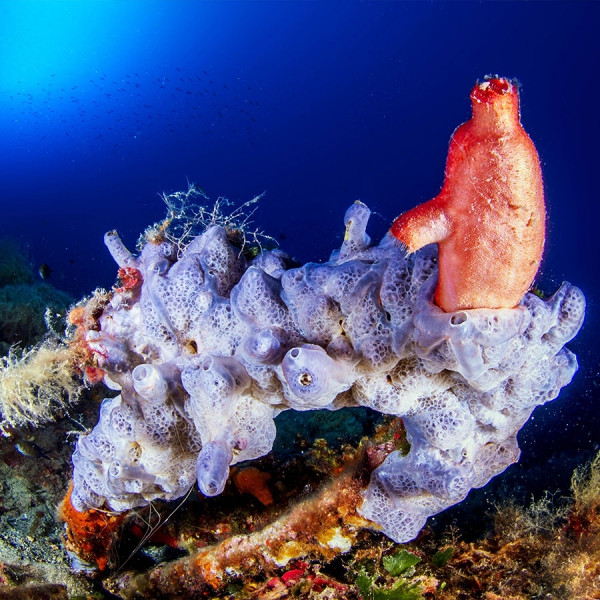 Diving marine park Little Rock the caves dive site Elba Island