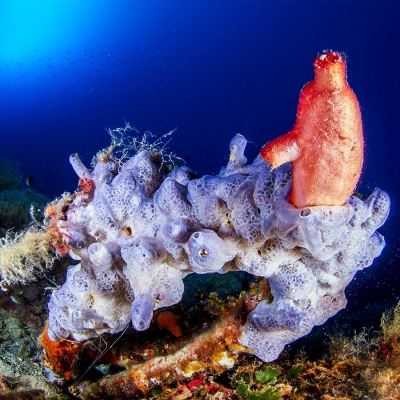 Diving marine park Little Rock the caves dive site Elba Island