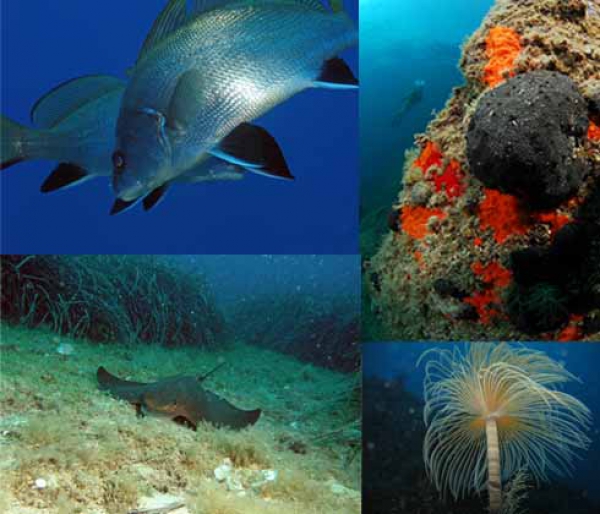 Tauchen Insel Elba Meeresschutzgebiet Nord Seite
