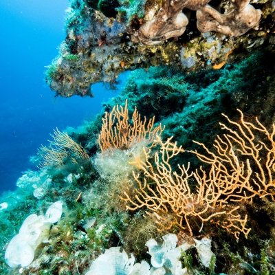 Tauchen Insel Elba Bootsfelsen Innenseite