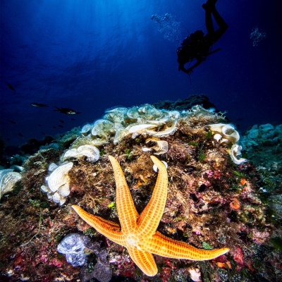 Tauchen Insel Elba Bootsfelsen Aussenseite