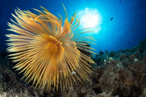 immersione sub alle tre secche all'isola d'elba