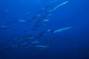 immersione sub alle tre secche all'isola d'elba