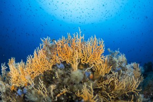 immersione sub alle tre secche all'isola d'elba